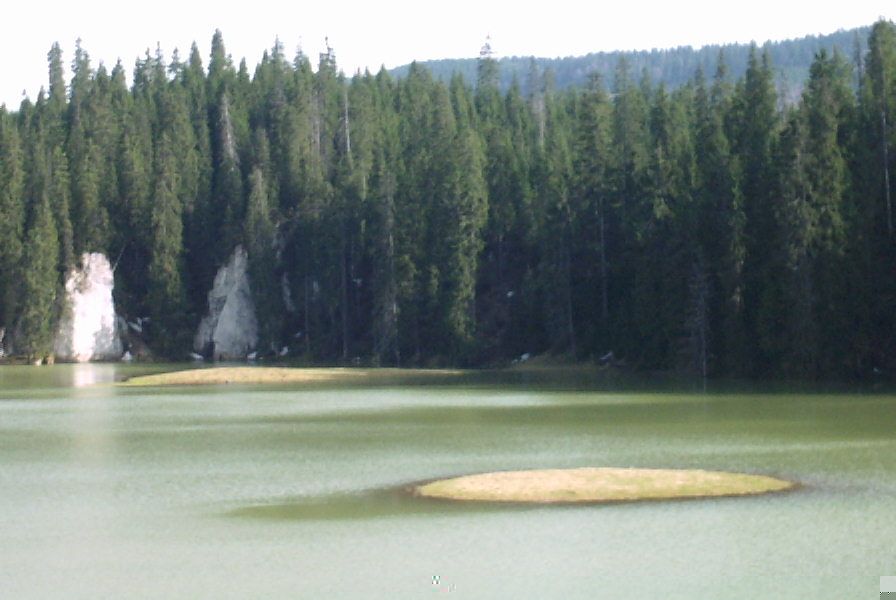 Mountain Pines by Lake